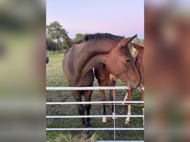 Oldenburg Gelding 2 years 17 hh Bay-Dark in Gro&#xDF;efehn Bagband