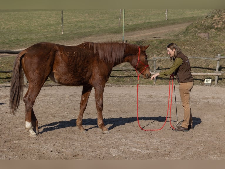 Oldenburg Gelding 2 years 17 hh Chestnut in Geisenheim