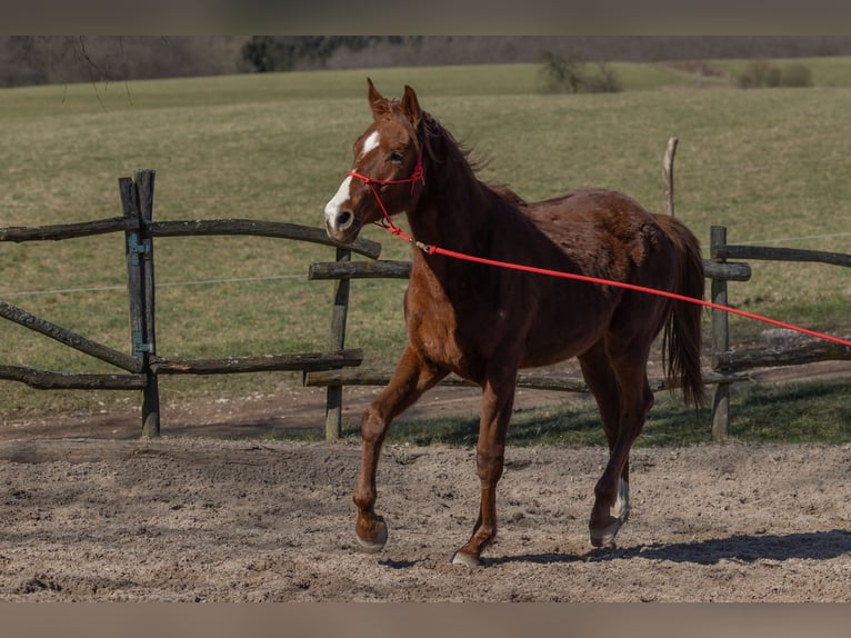 Oldenburg Gelding 2 years 17 hh Chestnut in Geisenheim