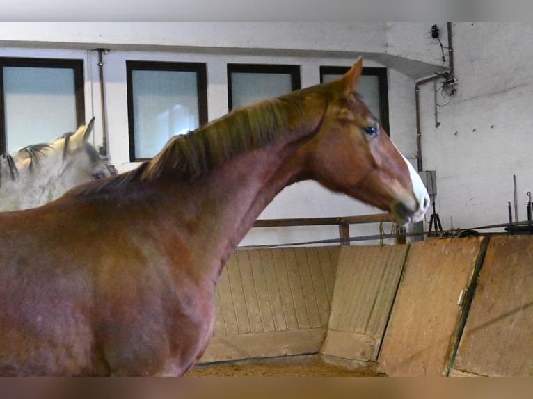 Oldenburg Gelding 2 years 17 hh Chestnut-Red in Bad Füssing