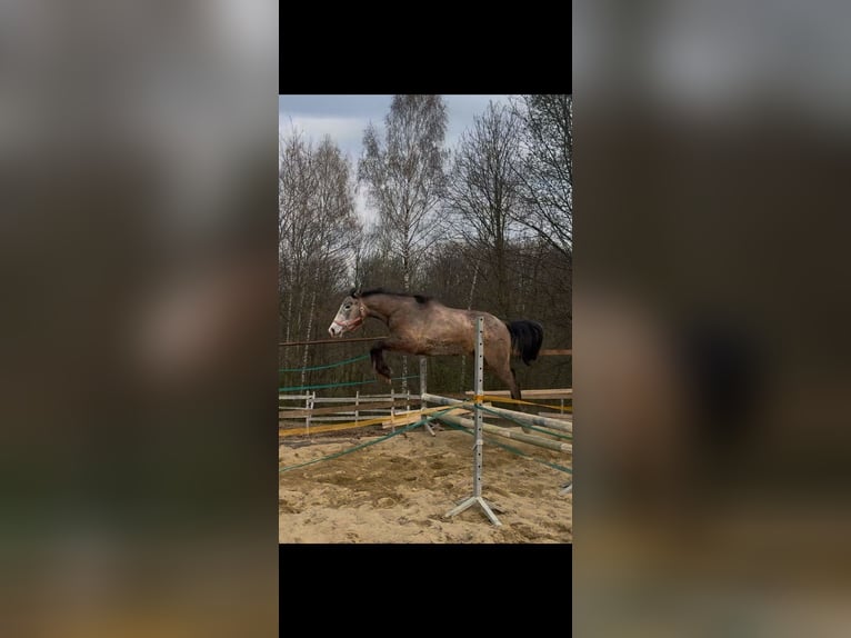 Oldenburg Gelding 2 years 17 hh Grey in Sadek