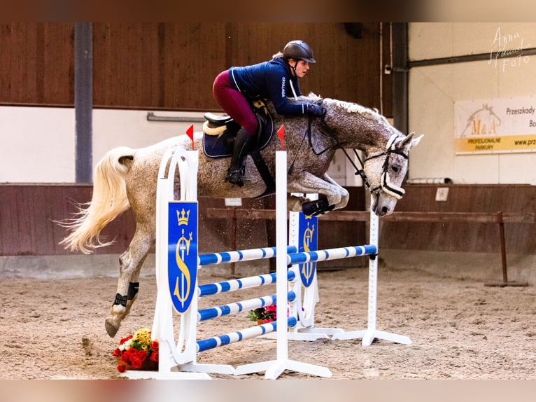 Oldenburg Gelding 2 years 17 hh Grey in Sadek