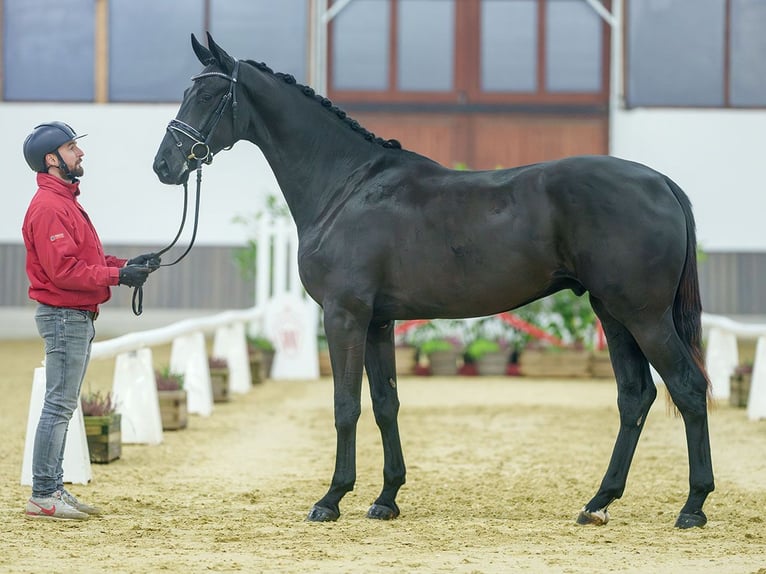 Oldenburg Gelding 2 years Black in Münster-Handorf