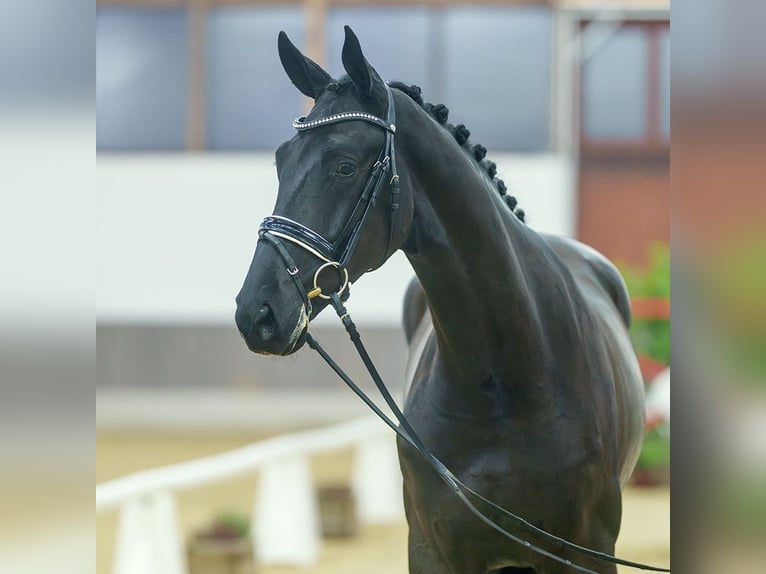 Oldenburg Gelding 2 years Black in Münster-Handorf