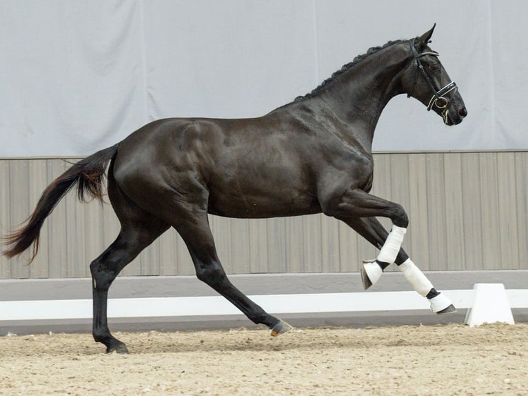 Oldenburg Gelding 2 years Black in Münster-Handorf