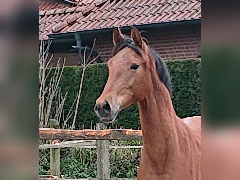 Oldenburg Gelding 2 years Brown in Damme