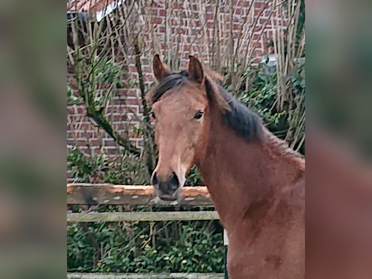 Oldenburg Gelding 2 years Brown in Damme