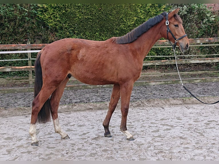 Oldenburg Gelding 2 years Brown in Damme