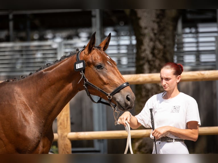 Oldenburg Gelding 2 years Brown in Steinbrunn-le-bas