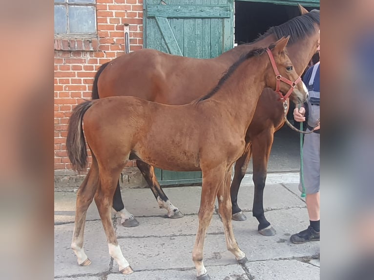 Oldenburg Gelding 2 years Brown in Feldberger Seenlandschaft