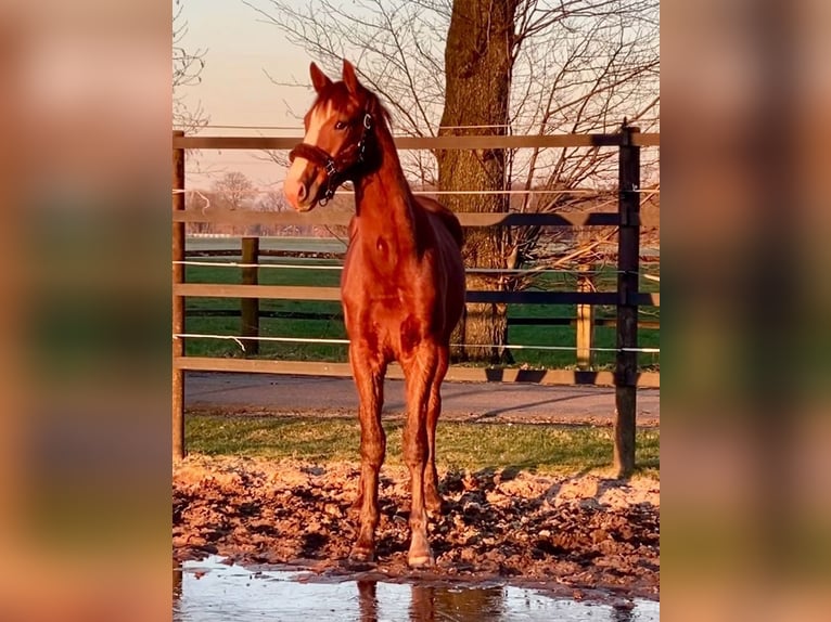 Oldenburg Gelding 2 years Chestnut-Red in Helferskirchen