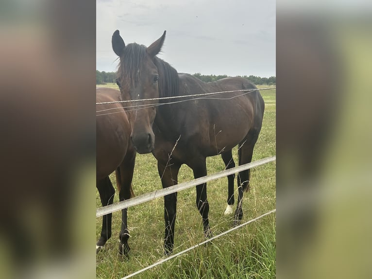 Oldenburg Gelding 2 years Smoky-Black in Osterburken