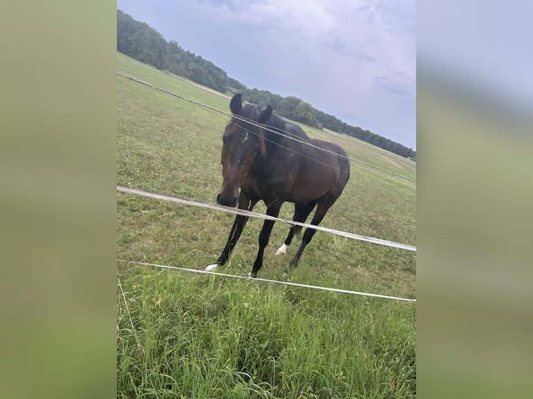 Oldenburg Gelding 2 years Smoky-Black in Osterburken