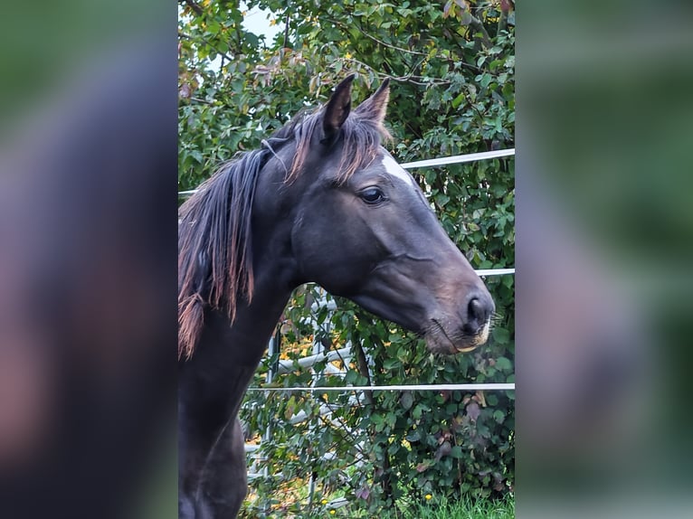 Oldenburg Gelding 2 years Smoky-Black in Sankt Wolfgang