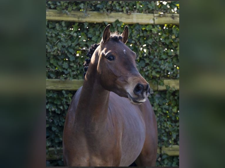 Oldenburg Gelding 3 years 13,1 hh Brown in Jerez De La Frontera Oldenburg Gelding 3 years 13,1 hh Brown in Jerez De La Frontera