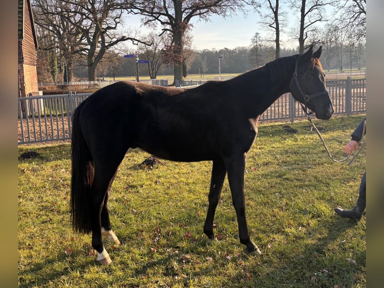 Oldenburg Gelding 3 years 15,1 hh Black in Redefin