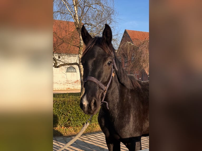 Oldenburg Gelding 3 years 15,1 hh Black in Redefin