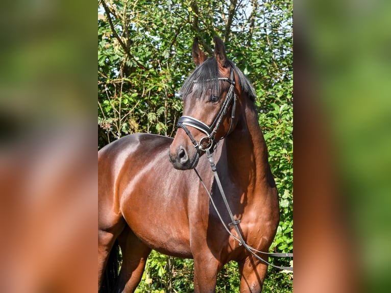 Oldenburg Gelding 3 years 15,2 hh Bay-Dark in Hepstedt