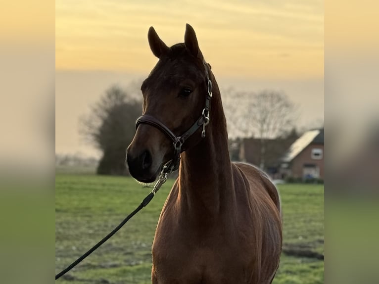 Oldenburg Gelding 3 years 15,2 hh Brown in Emlichheim