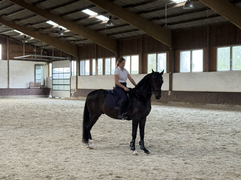 Oldenburg Gelding 3 years 15,3 hh Bay-Dark in Hamm