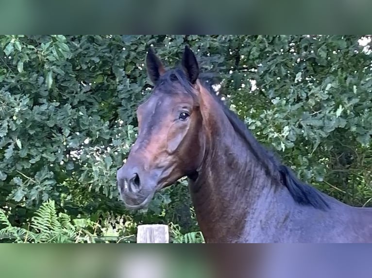 Oldenburg Gelding 3 years 15,3 hh Bay-Dark in Hamm