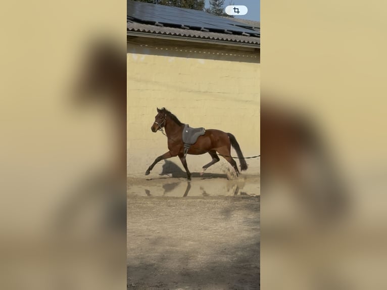 Oldenburg Gelding 3 years 15.3 hh Brown in Ebenfurth