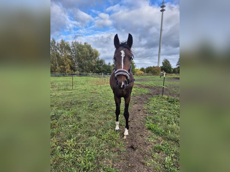 Oldenburg Gelding 3 years 15,2 hh Brown in Drachhausen