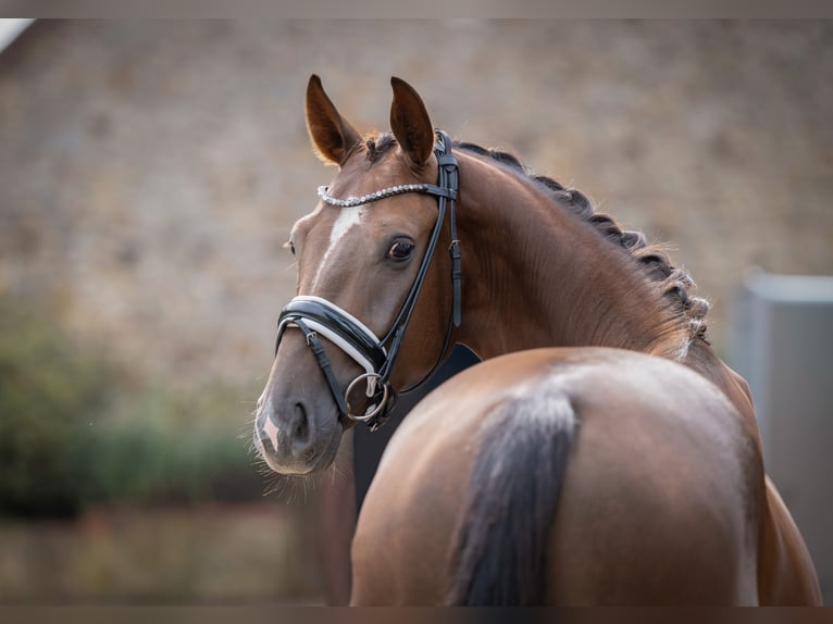 Oldenburg Gelding 3 years 15,2 hh Chestnut in Bramsche