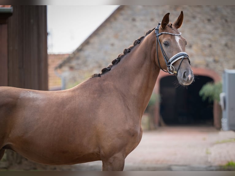 Oldenburg Gelding 3 years 15,2 hh Chestnut in Bramsche