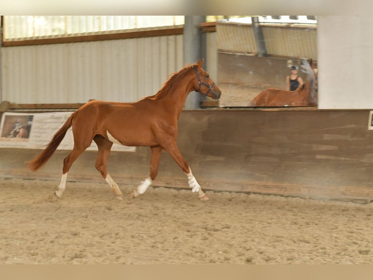 Oldenburg Gelding 3 years 15,2 hh in Geilenkirchen