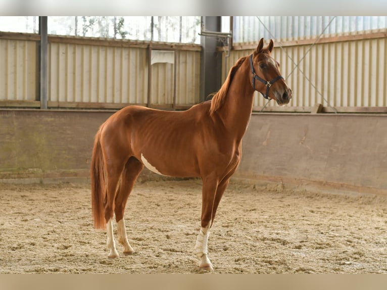 Oldenburg Gelding 3 years 15,2 hh in Geilenkirchen