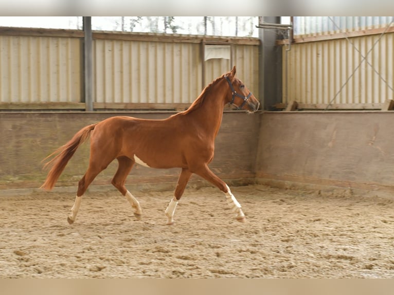 Oldenburg Gelding 3 years 15,2 hh in Geilenkirchen