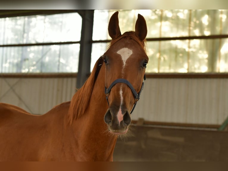 Oldenburg Gelding 3 years 15,2 hh in Geilenkirchen