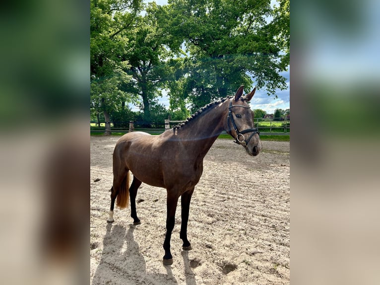 Oldenburg Gelding 3 years 15,2 hh Gray-Red-Tan in Saterland