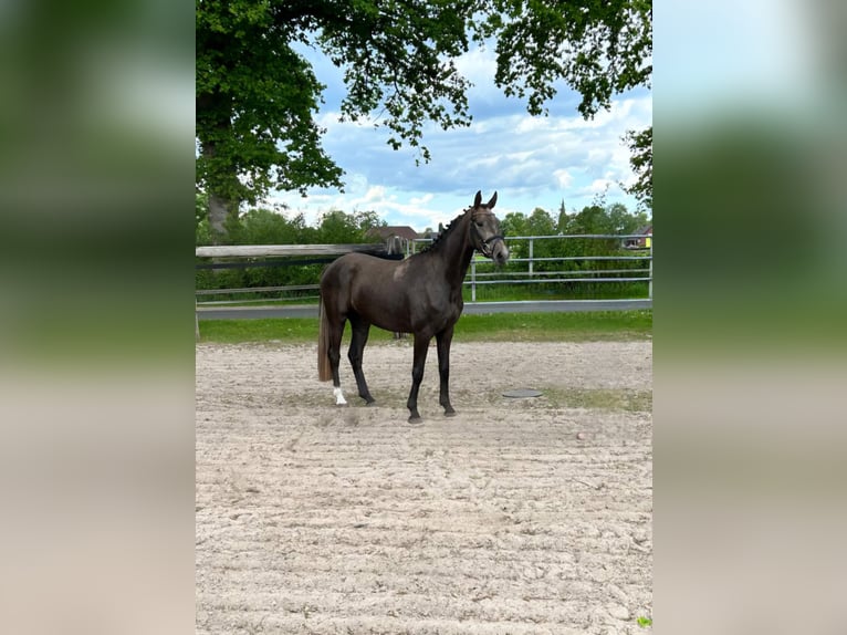 Oldenburg Gelding 3 years 15,2 hh Gray-Red-Tan in Saterland
