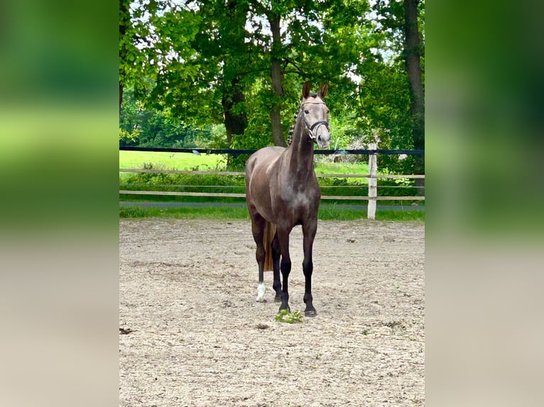 Oldenburg Gelding 3 years 15,2 hh Gray-Red-Tan in Saterland