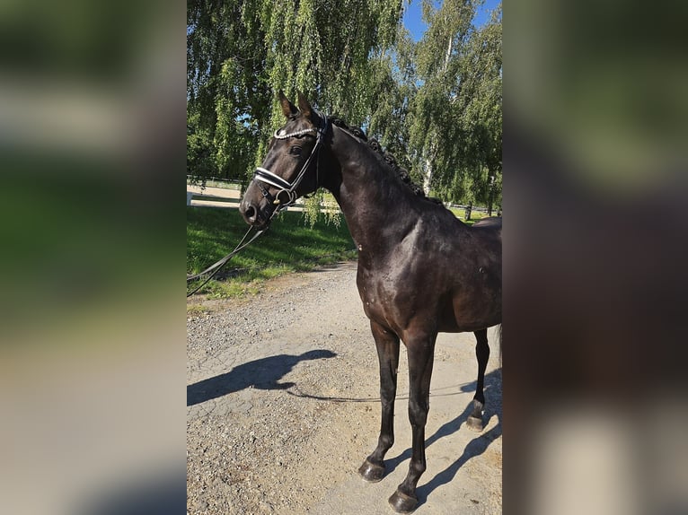 Oldenburg Gelding 3 years 15,2 hh Smoky-Black in Wehringen