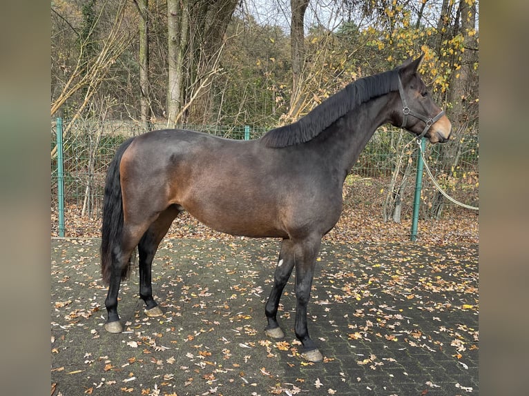 Oldenburg Gelding 3 years 15,3 hh Bay-Dark in Verl