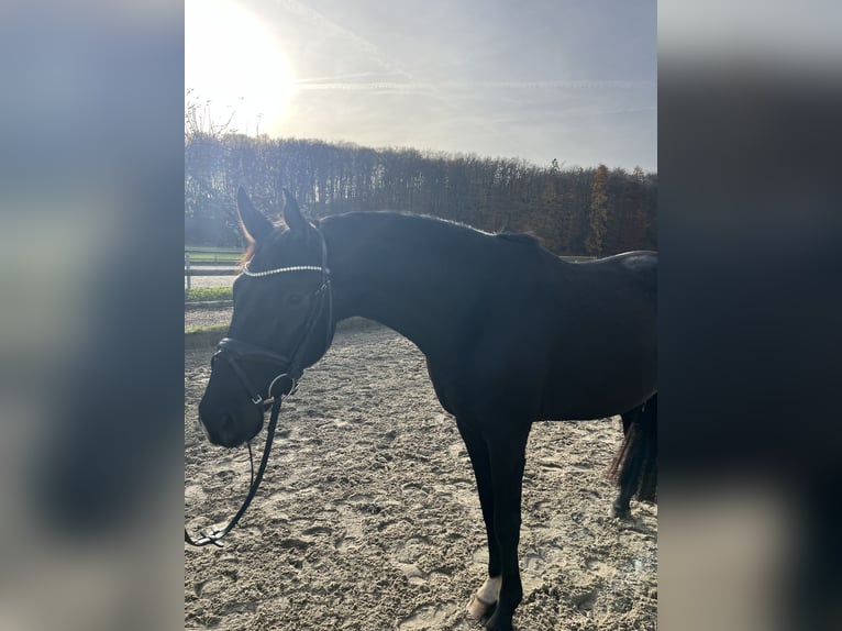 Oldenburg Gelding 3 years 15,3 hh Black in Osnabr&#xFC;ck