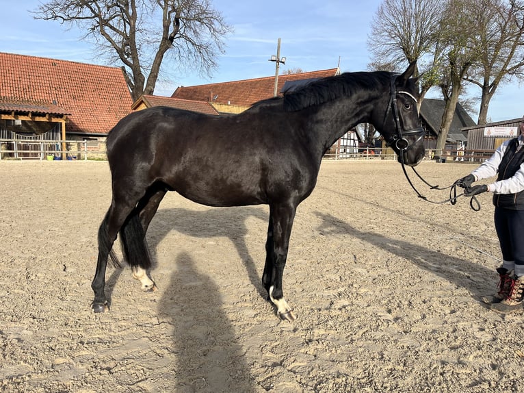 Oldenburg Gelding 3 years 15,3 hh Black in Osnabr&#xFC;ck