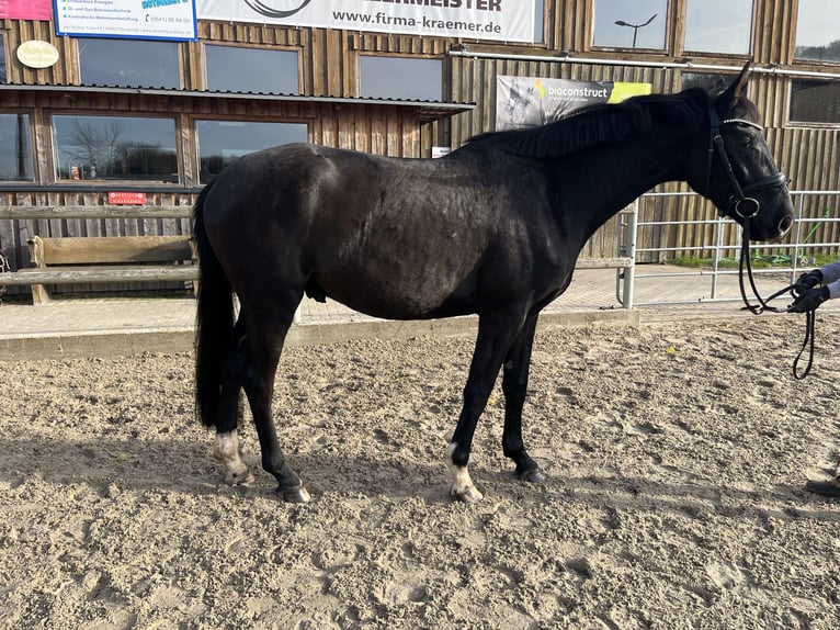 Oldenburg Gelding 3 years 15,3 hh Black in Osnabr&#xFC;ck