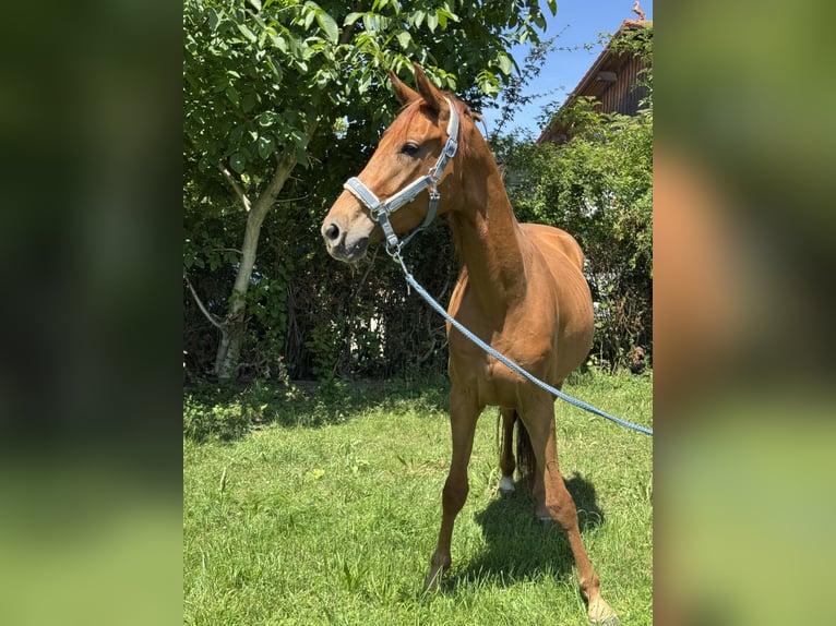Oldenburg Gelding 3 years 15,3 hh Chestnut-Red in Inning am Ammersee