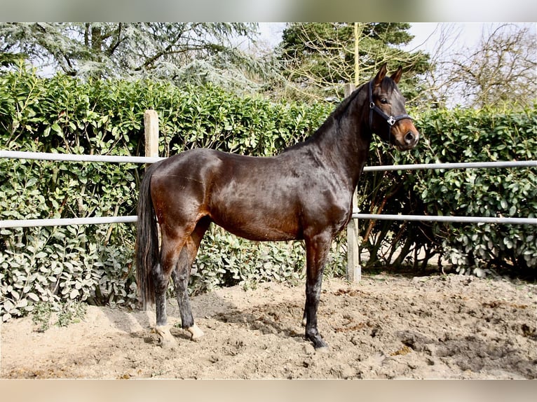 Oldenburg Gelding 3 years 16.1 hh Bay-Dark in Essen (Oldenburg)
