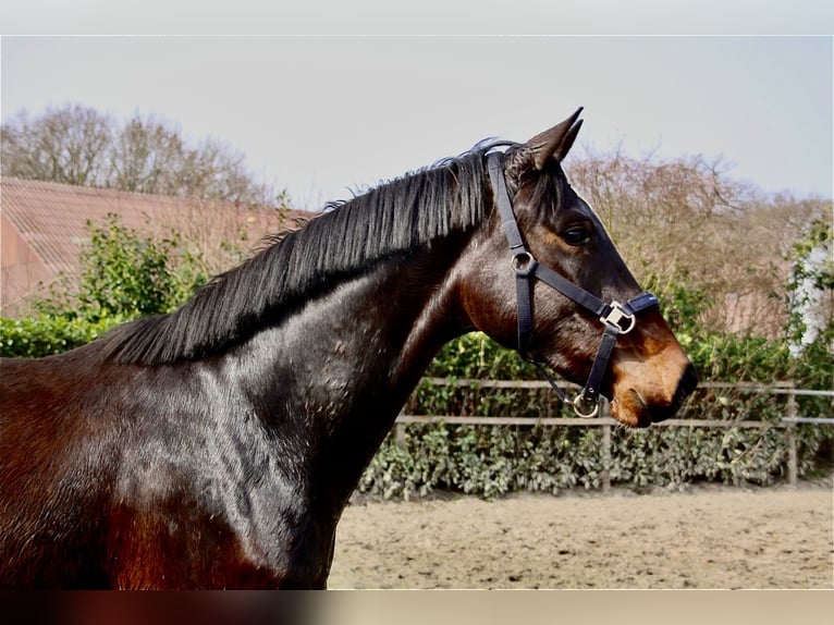 Oldenburg Gelding 3 years 16.1 hh Bay-Dark in Essen (Oldenburg)