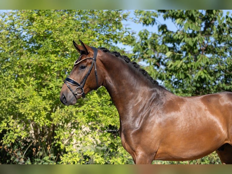 Oldenburg Gelding 3 years 16.1 hh Bay-Dark in Lehrberg