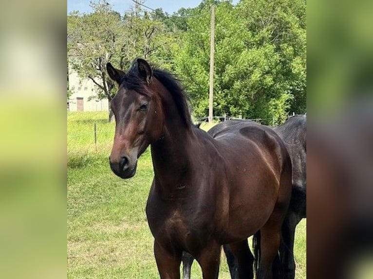 Oldenburg Gelding 3 years 16.1 hh Bay-Dark in Überlingen