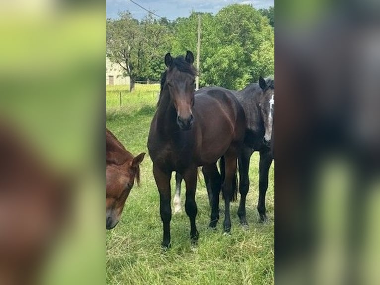 Oldenburg Gelding 3 years 16.1 hh Bay-Dark in Überlingen