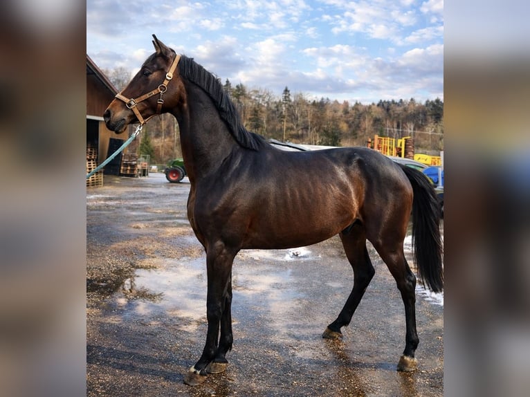 Oldenburg Gelding 3 years 16.1 hh Bay-Dark in Überlingen