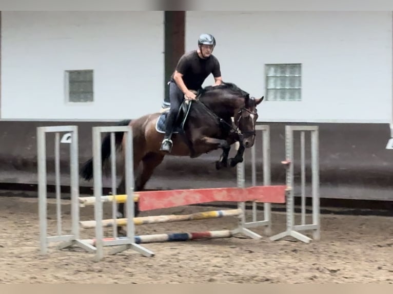 Oldenburg Gelding 3 years 16,1 hh Bay-Dark in Bramsche