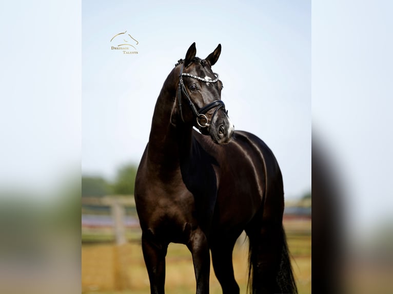 Oldenburg Gelding 3 years 16.1 hh Black in Diepholz